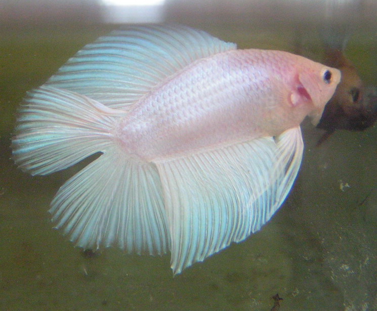 冬天怎么养殖100条泰国斗鱼,泰国斗鱼居家养殖指南