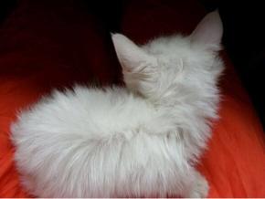 猫咪身上很多跳蚤该怎么处理,猫咪身体上有跳蚤怎么办