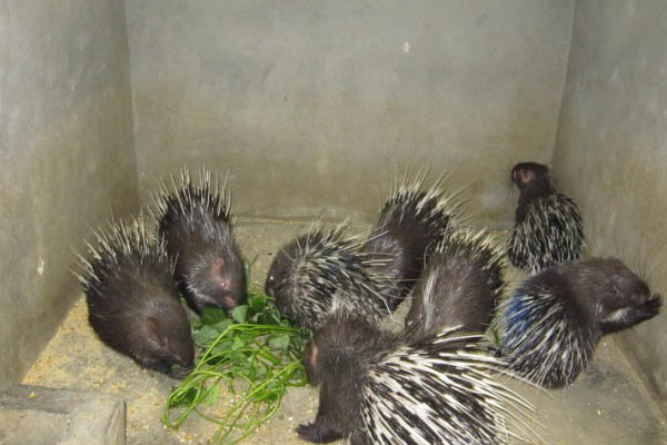 农村养殖小动物养什么好,动物养殖基地有哪些