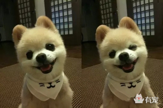 被哈士奇带大的博美,被哈士奇带偏的泰迪