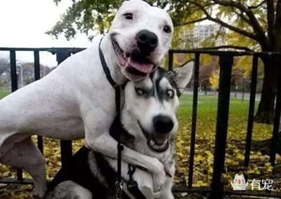 被哈士奇带大的博美,被哈士奇带偏的泰迪