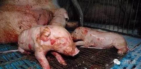 氯前列烯醇正确使用方法,氯前列烯醇注射液正确使用方法