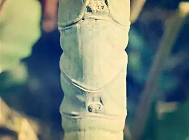 马云称：这是中国独有智慧，比任何材质更具风韵气质-竹，风