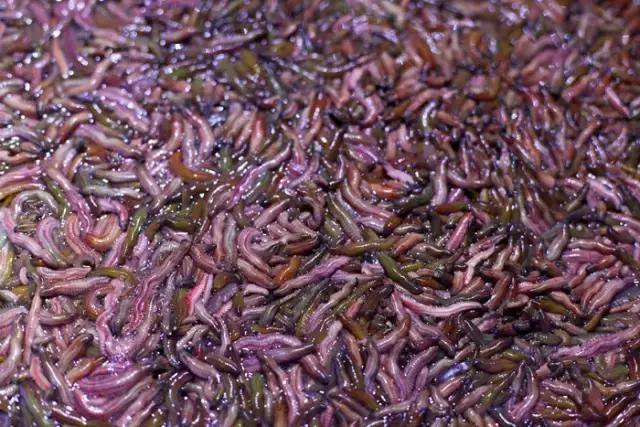 顺德禾虫吃起来是什么感觉,佛山哪里有禾虫吃