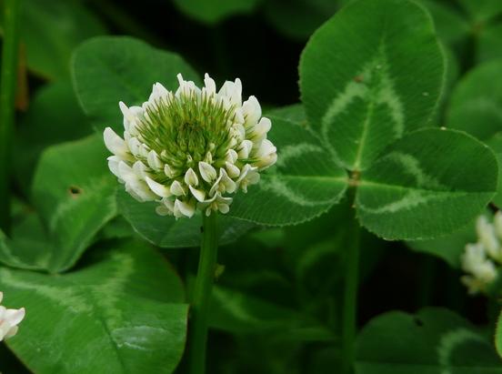 路边的花草也能治愈生活,路边的花可以带回家种吗