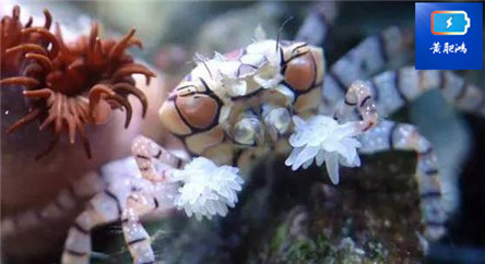 动物界的新网红：TF蟹给你快乐，你有没有爱上我？