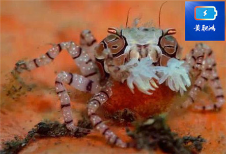 动物界的新网红：TF蟹给你快乐，你有没有爱上我？