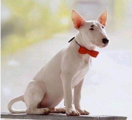 狗萌宠有哪些品种,18种萌宠狗狗