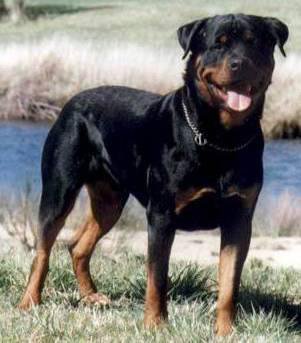 狗萌宠有哪些品种,18种萌宠狗狗