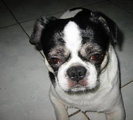 狗萌宠有哪些品种,18种萌宠狗狗