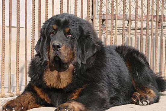 狗萌宠有哪些品种,18种萌宠狗狗