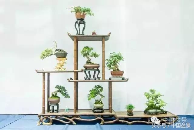 哪些野草适合微型盆景,小品盆景和微型盆景有区别吗