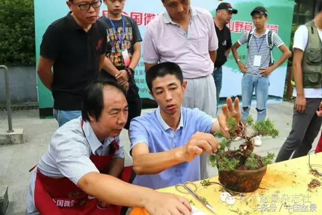 哪些野草适合微型盆景,小品盆景和微型盆景有区别吗