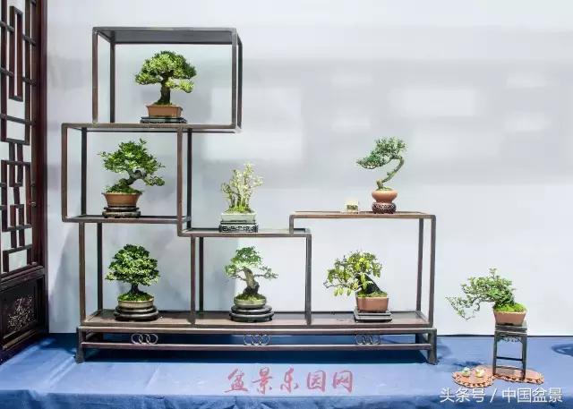 哪些野草适合微型盆景,小品盆景和微型盆景有区别吗