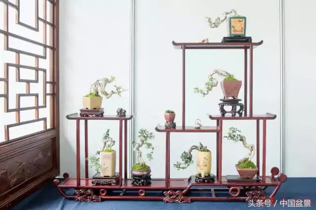 哪些野草适合微型盆景,小品盆景和微型盆景有区别吗