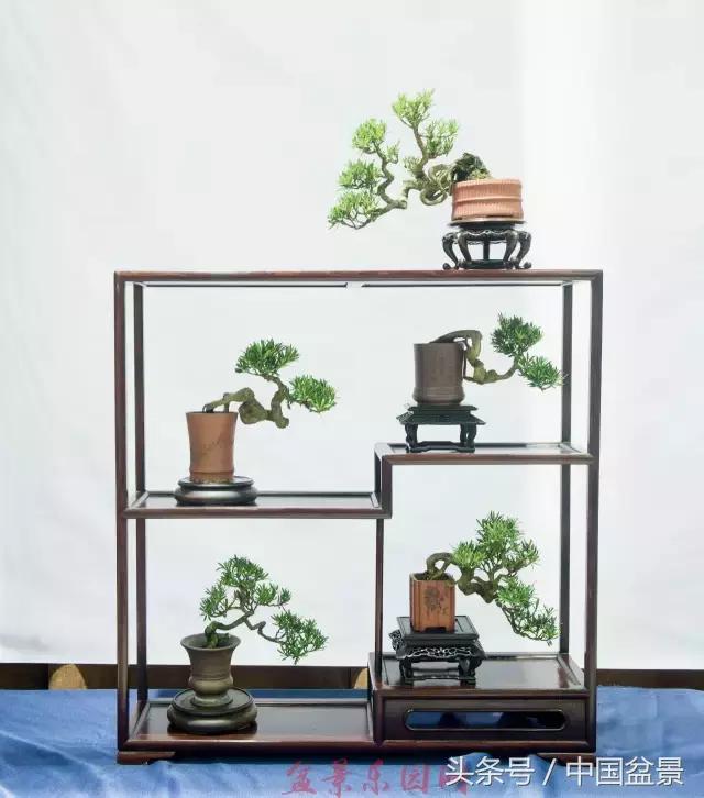 哪些野草适合微型盆景,小品盆景和微型盆景有区别吗