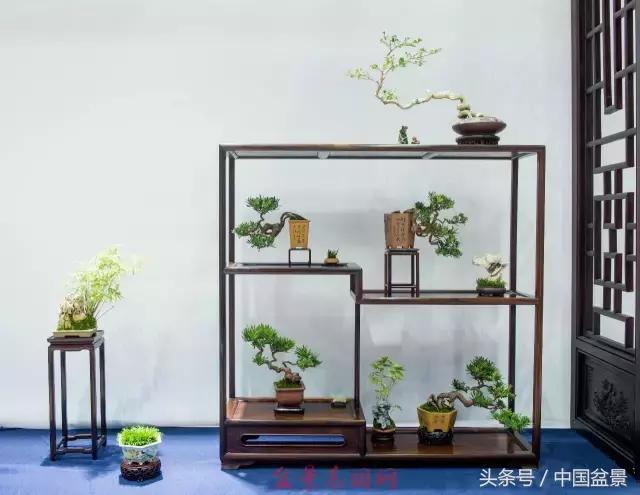 哪些野草适合微型盆景,小品盆景和微型盆景有区别吗