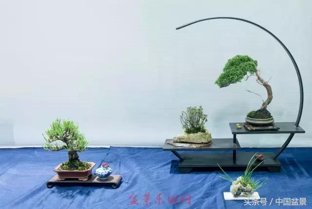 哪些野草适合微型盆景,小品盆景和微型盆景有区别吗