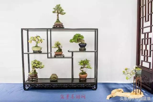 哪些野草适合微型盆景,小品盆景和微型盆景有区别吗