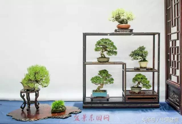 哪些野草适合微型盆景,小品盆景和微型盆景有区别吗