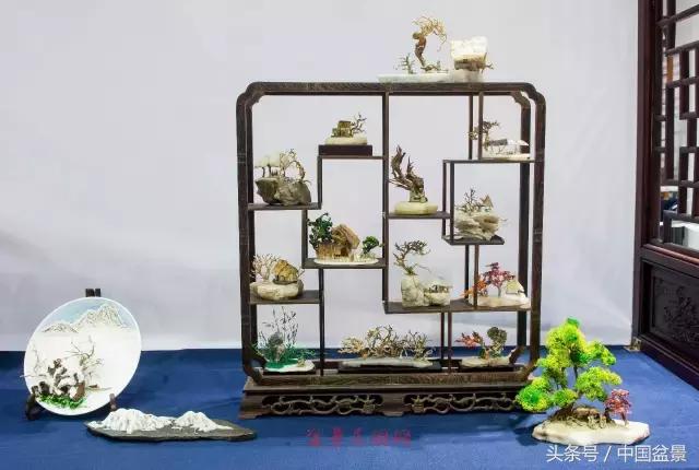 哪些野草适合微型盆景,小品盆景和微型盆景有区别吗