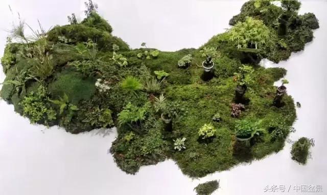 哪些野草适合微型盆景,小品盆景和微型盆景有区别吗