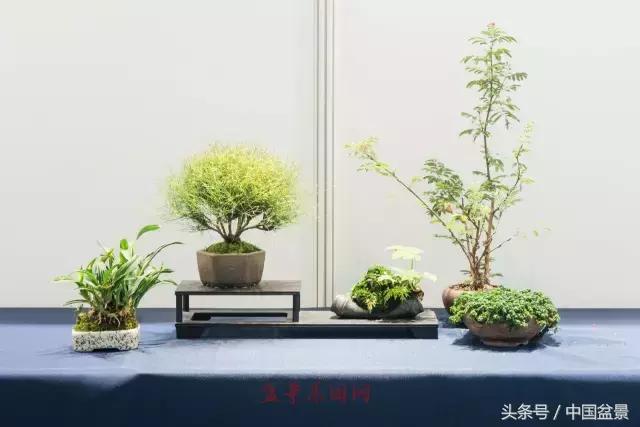 哪些野草适合微型盆景,小品盆景和微型盆景有区别吗