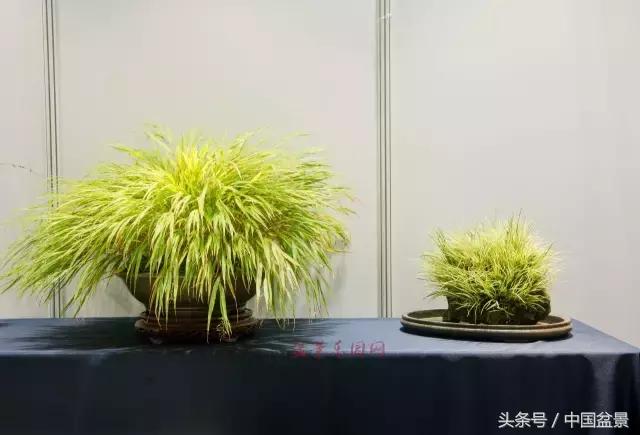 哪些野草适合微型盆景,小品盆景和微型盆景有区别吗