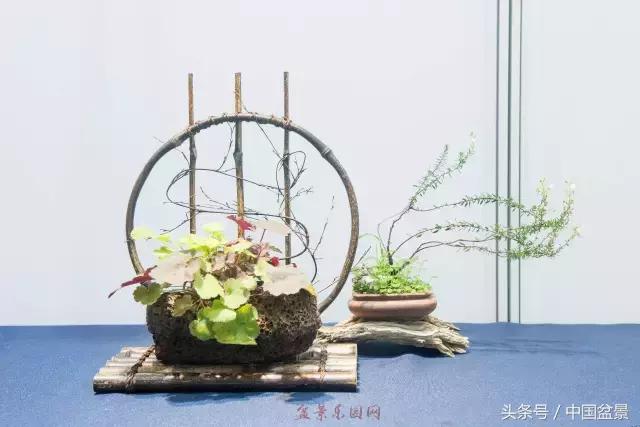 哪些野草适合微型盆景,小品盆景和微型盆景有区别吗