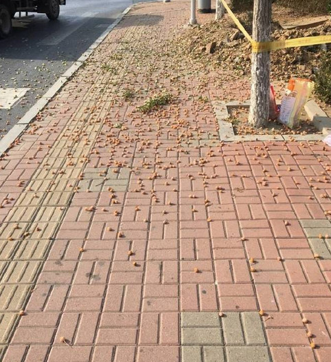 厉害了我的姐！大连一女子爬大树摘银杏果竟可治遗精