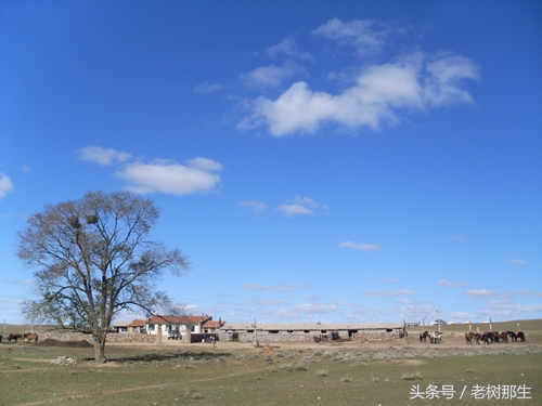 内蒙希拉穆仁草原风景视频,希拉穆仁大草原和内蒙古大草原