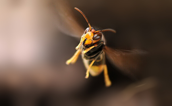 捅马蜂窝拍视频结果被蜇身亡,男子捅马蜂窝女子路过被蛰身亡