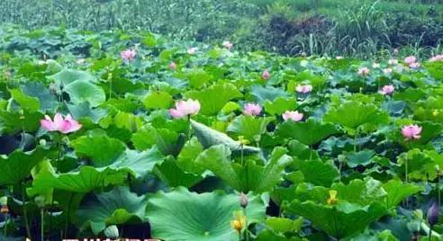 依靠人民群众的力量才能振兴乡村,产业带动村民致富日子越过越好