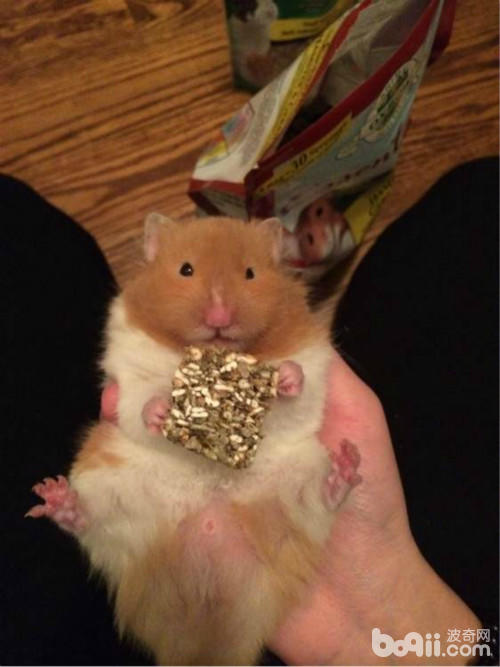 有哪些常见的仓鼠冬眠误区,萌萌的仓鼠怎么样的