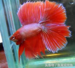 泰国斗鱼有多吸引人,泰国斗鱼动来动去