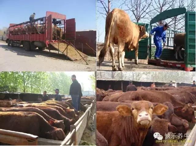 如何开一个养牛场赚钱,农村小型养牛场需要什么手续