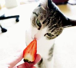 猫咪不吃东西,喵咪不能吃什么植物