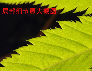 乐视乐2拍照体验,乐视手机乐2评测