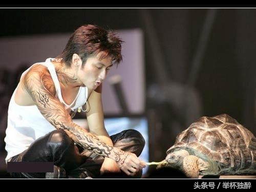 谢霆锋宠物,谢霆锋宠物乌龟
