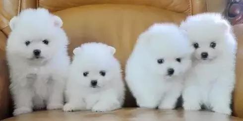 一梦谈狗：房子小不好养狗？帮你挑只博美吧...