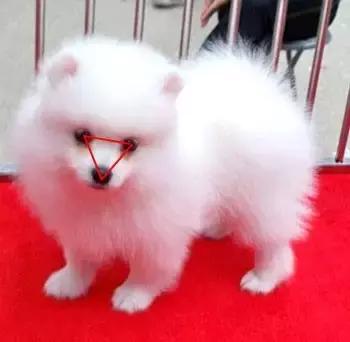 一梦谈狗：房子小不好养狗？帮你挑只博美吧...