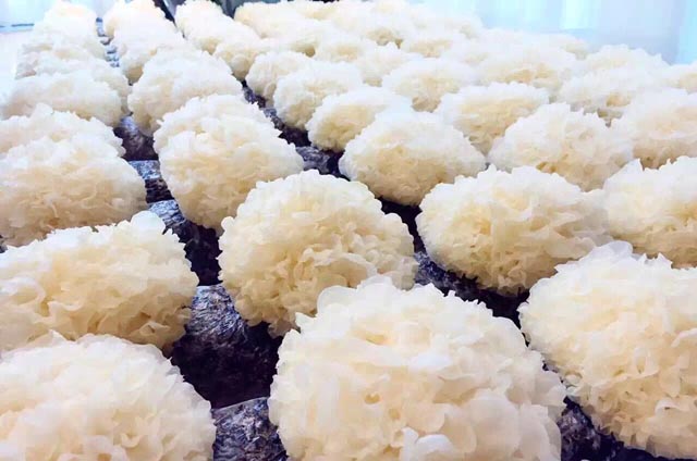 干咳无痰可以吃黄龙止咳颗粒吗,肺热干咳无痰吃什么止咳糖浆好