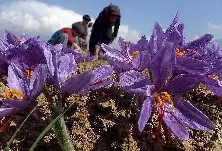 花草之精灵——此西红花,非彼红花