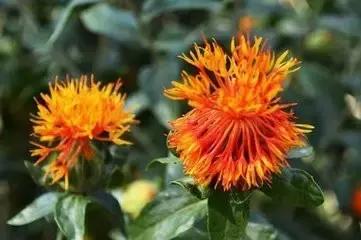 花草之精灵——此西红花,非彼红花