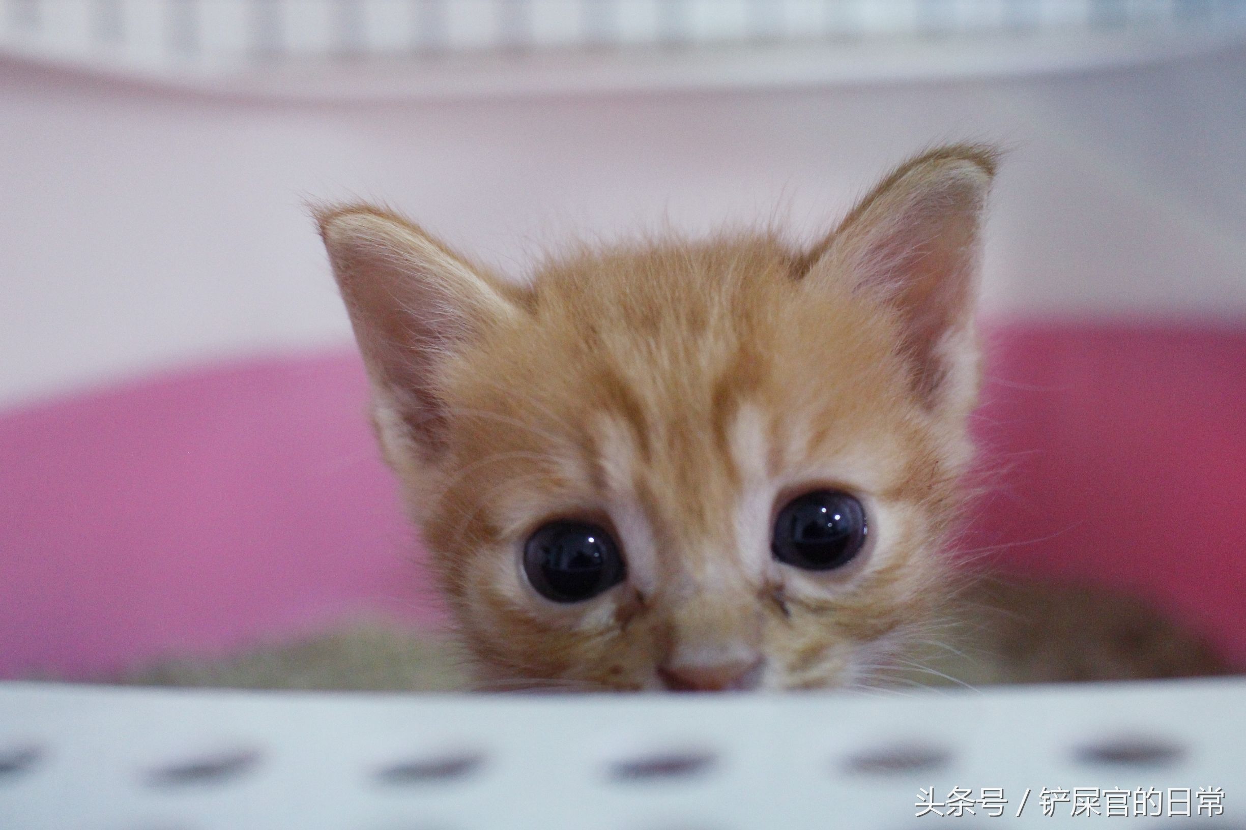 婊℃湀鐚挭鍊煎緱楂樺叴鐨勪簨,钀岀尗鍜垰婊℃湀