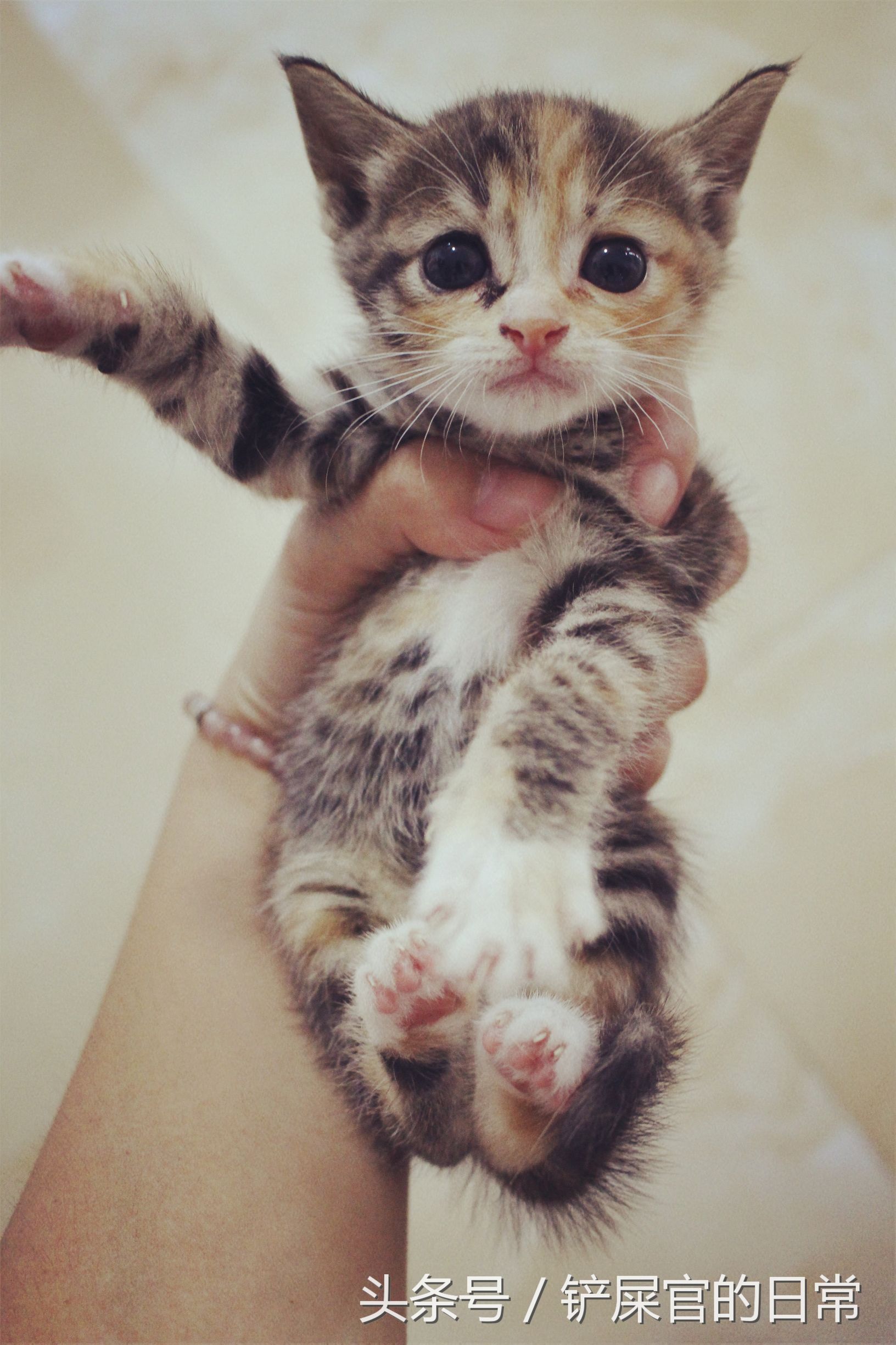 婊℃湀鐚挭鍊煎緱楂樺叴鐨勪簨,钀岀尗鍜垰婊℃湀