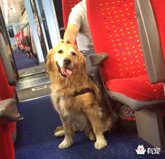 金毛狗狗见人就兴奋往人身上扑 (金毛狗上公交车)