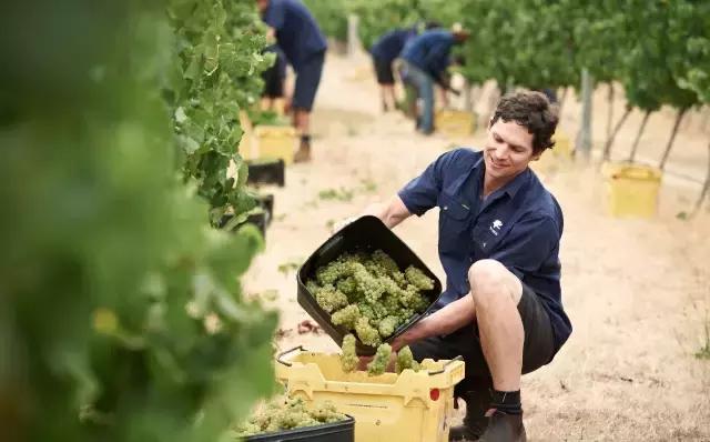 澳洲产葡萄酒平衡度如何,澳大利亚葡萄酒出色年份