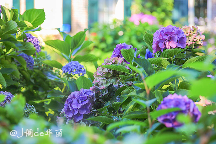 欧洲最美水乡荷兰羊角村,荷兰羊角村美丽的童话世界