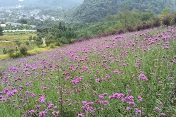成都国庆悠闲一点到绵竹九龙吧！邻家女孩的感觉！